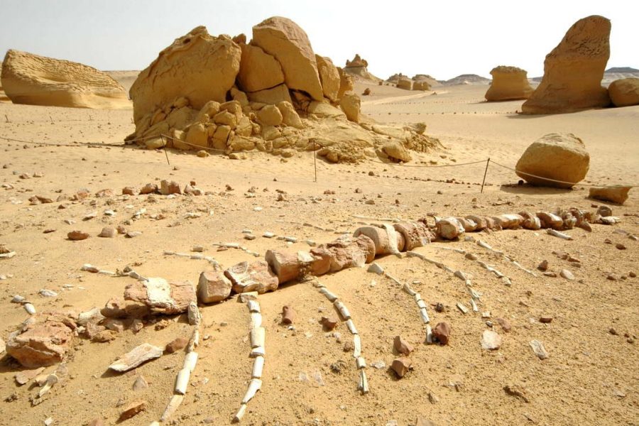 Day Tour to El Fayoum from Cairo