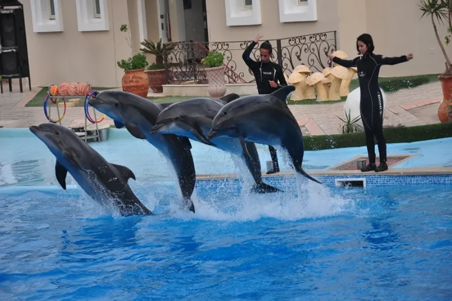 Dolphin show in Sharm El Shiekh